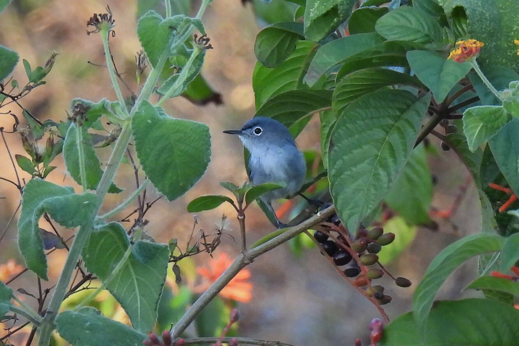 صورة Polioptila caerulea cozumelae Griscom 1926