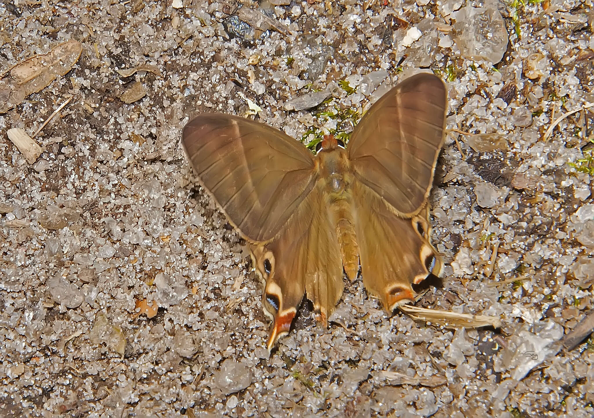 Image of Saribia perroti Riley 1932