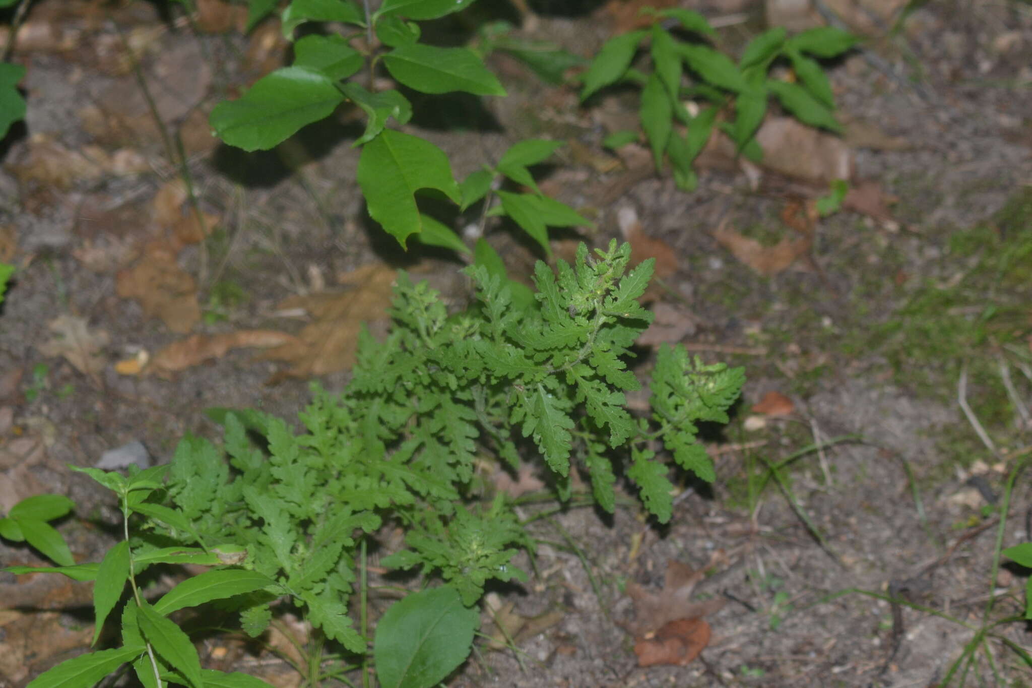 Aureolaria pedicularia (L.) Raf. ex Pennell resmi