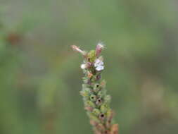 Image de Nepeta annua Pall.