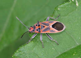 Image of Graptostethus quadrisignatus Distant & W. L. 1879