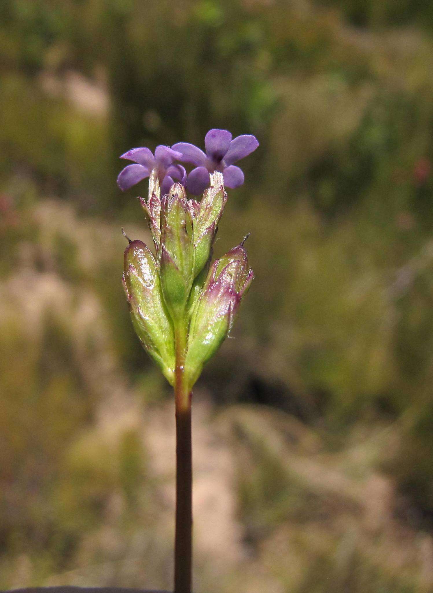 Image of Buchnera dura Benth.