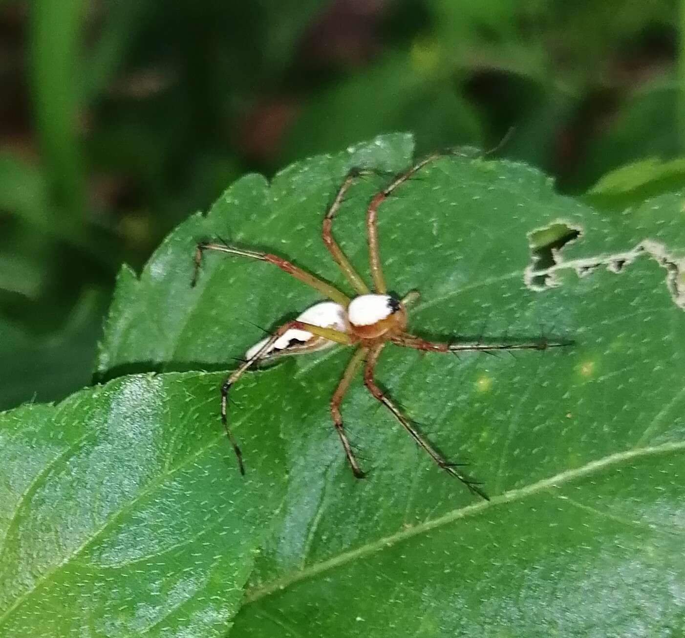 Image of Oxyopes shweta Tikader 1970