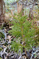 Imagem de Austrolycopodium fastigiatum (R. Br.) Holub