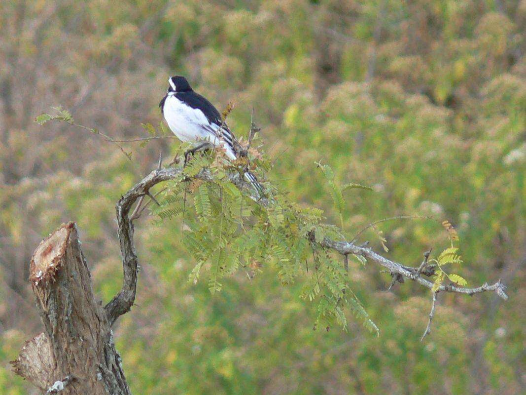 Motacilla aguimp vidua Sundevall 1850的圖片