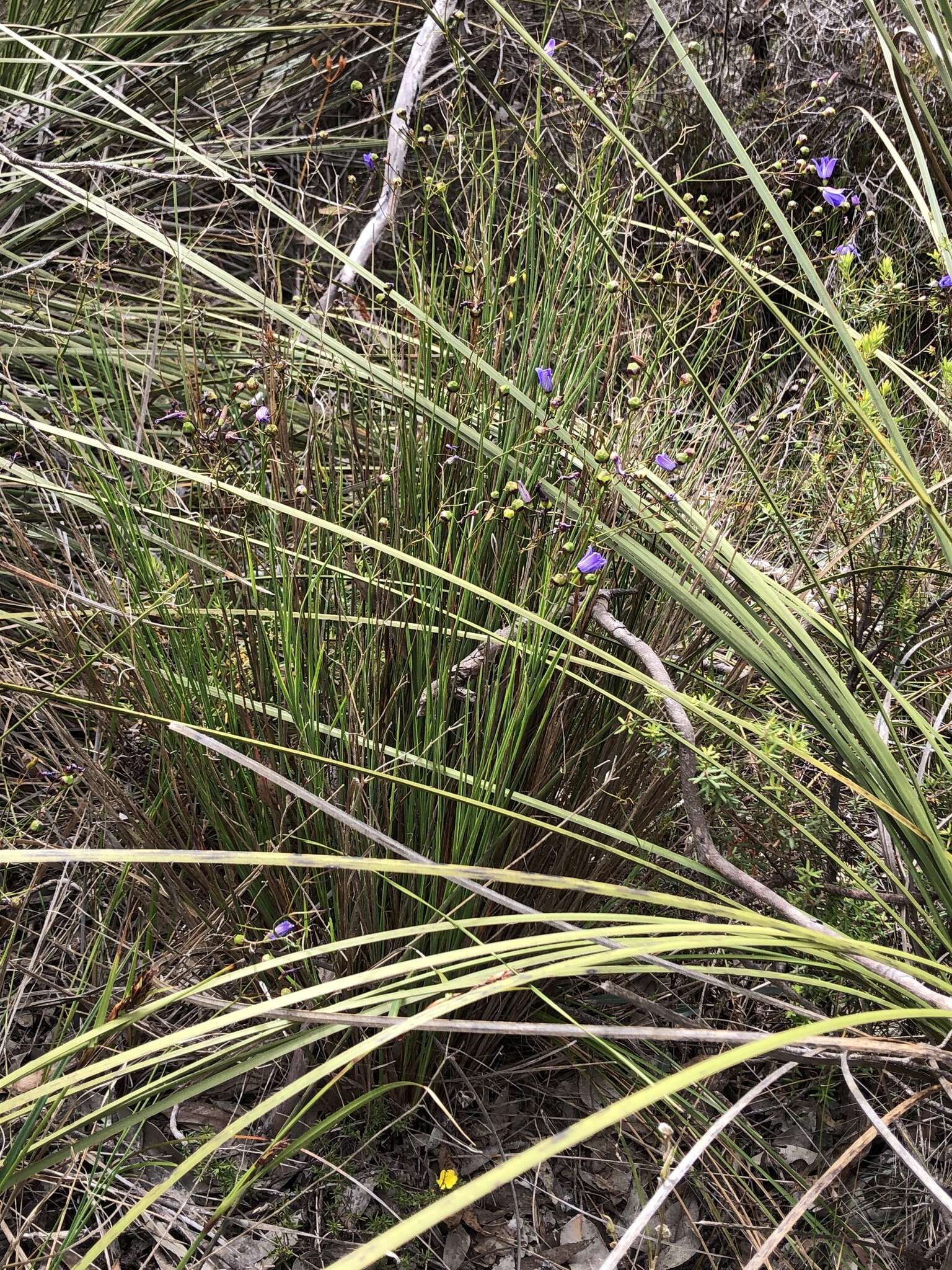 Image of Agrostocrinum hirsutum (Lindl.) Keighery