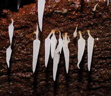 Image de Mucronella pendula (Massee) R. H. Petersen 1980