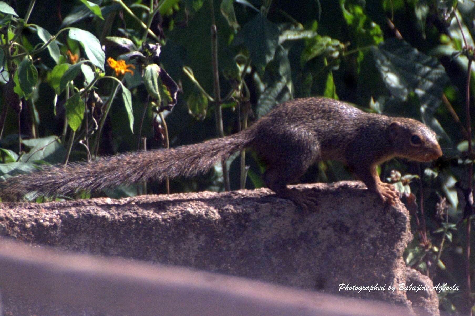 Image of Red-legged Sun Squirrel