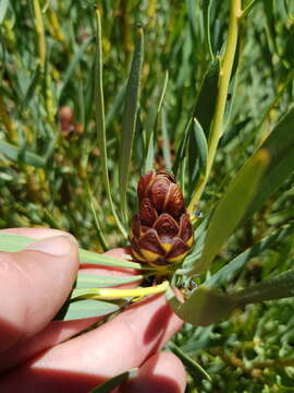 Imagem de Protea acuminata Sims