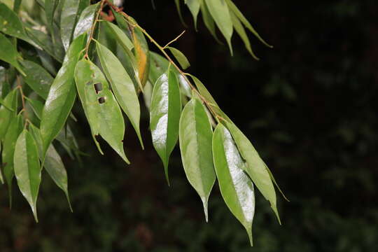 Plancia ëd Prunus phaeosticta (Hance) Maxim.