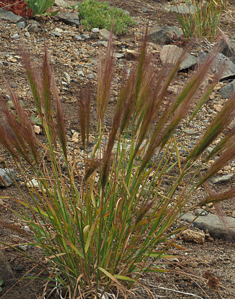 Imagem de Elymus elymoides subsp. elymoides