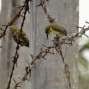 صورة Cinnyris jugularis buruensis Hartert 1910