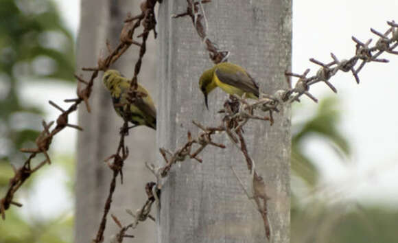 صورة Cinnyris jugularis buruensis Hartert 1910