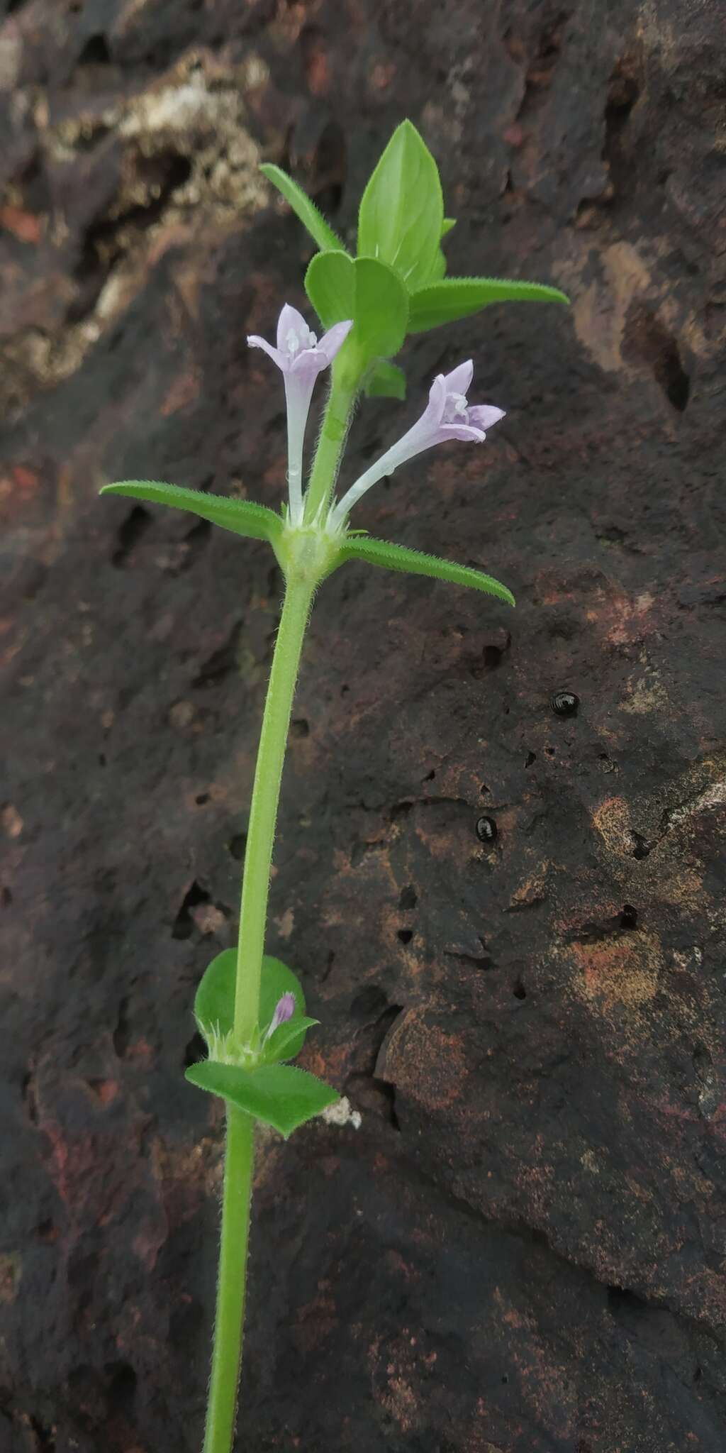 Image de Spermacoce articularis L. fil.