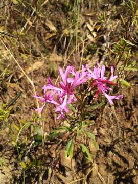 Plancia ëd Clarkia concinna subsp. concinna