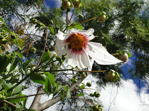 Image of Dahlia campanulata Saar, P. D. Sørensen & Hjert.