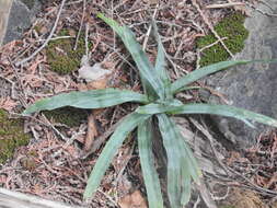 Image of broadleaf sedge