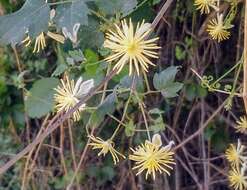 Imagem de Clematis pauciflora Nutt. ex Torr. & Gray