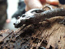 Image of Wandering Salamander