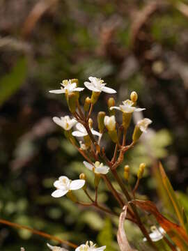 Image of Libertia ixioides (G. Forst.) Spreng.