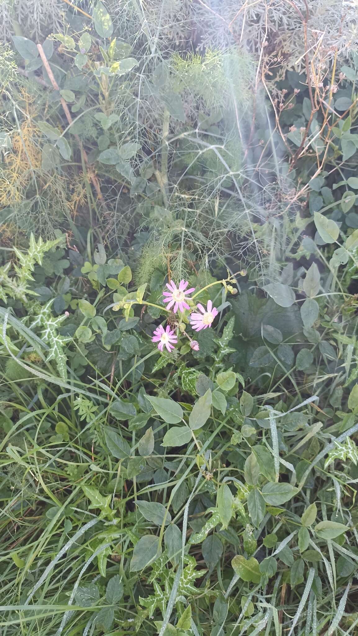 Imagem de Pericallis tussilaginis (L'Hér.) Webb & Berth.