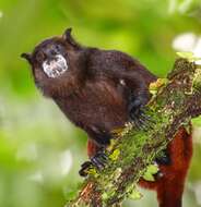 Image de Tamarin à manteau rouge