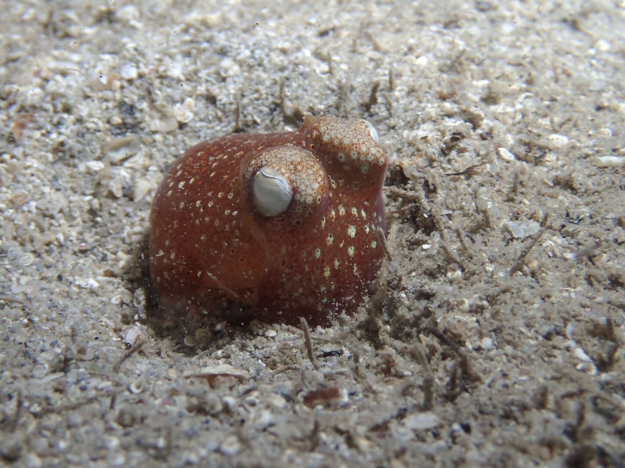 Image of Southern Bottletail Squid