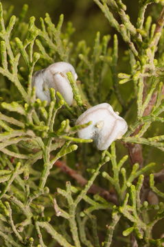 Image of arar tree