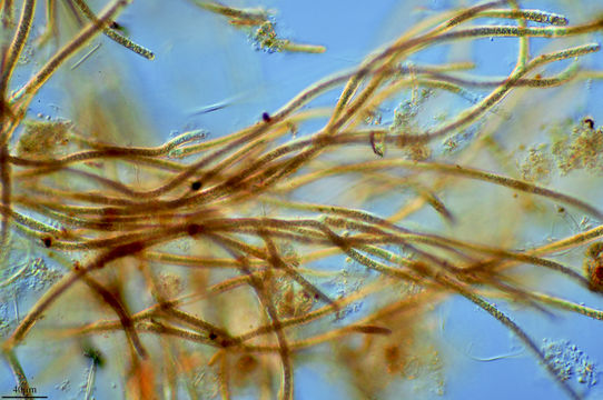 Image of <i>Tolypothrix distorta</i>