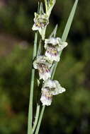 Image of Gladiolus griseus Goldblatt & J. C. Manning