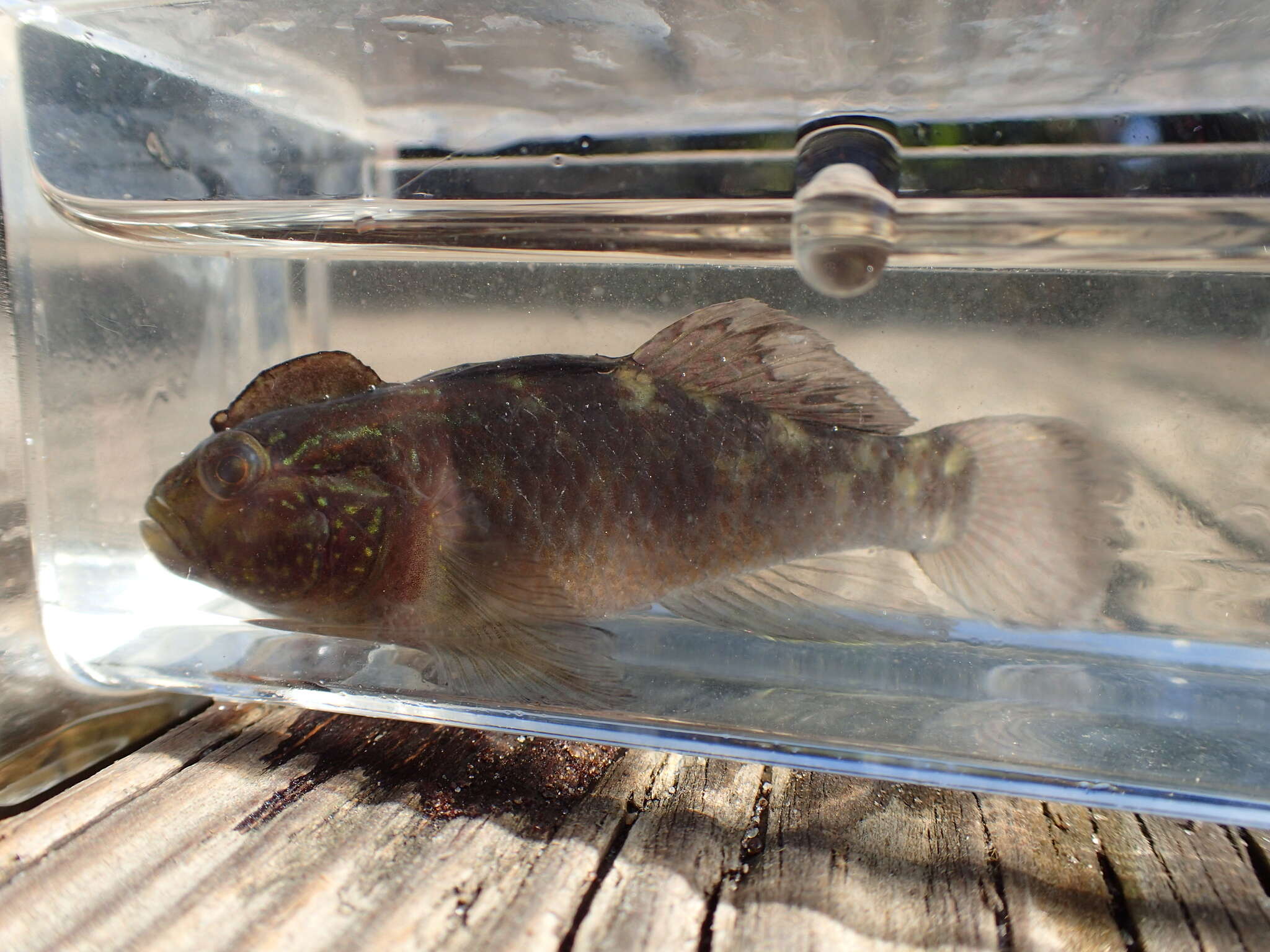 Image of Lophogobius