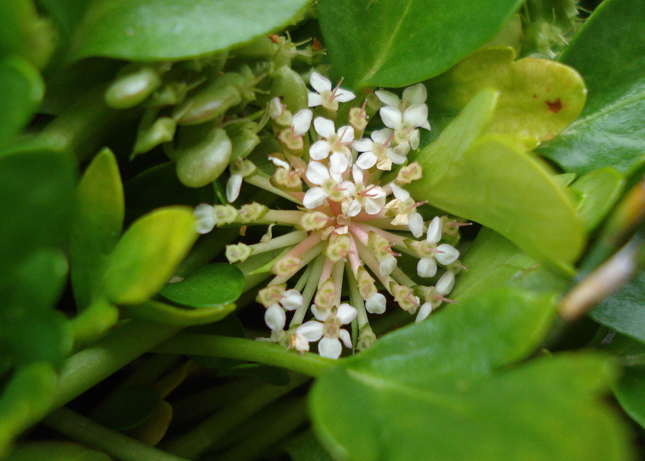 Trachymene humilis subsp. breviscapa (Domin) P. Short resmi