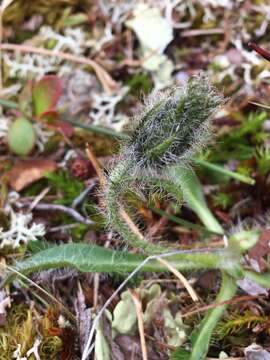 صورة Hieracium alpinum L.