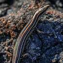 Image of Schlegel’s Snake-eyed Skink