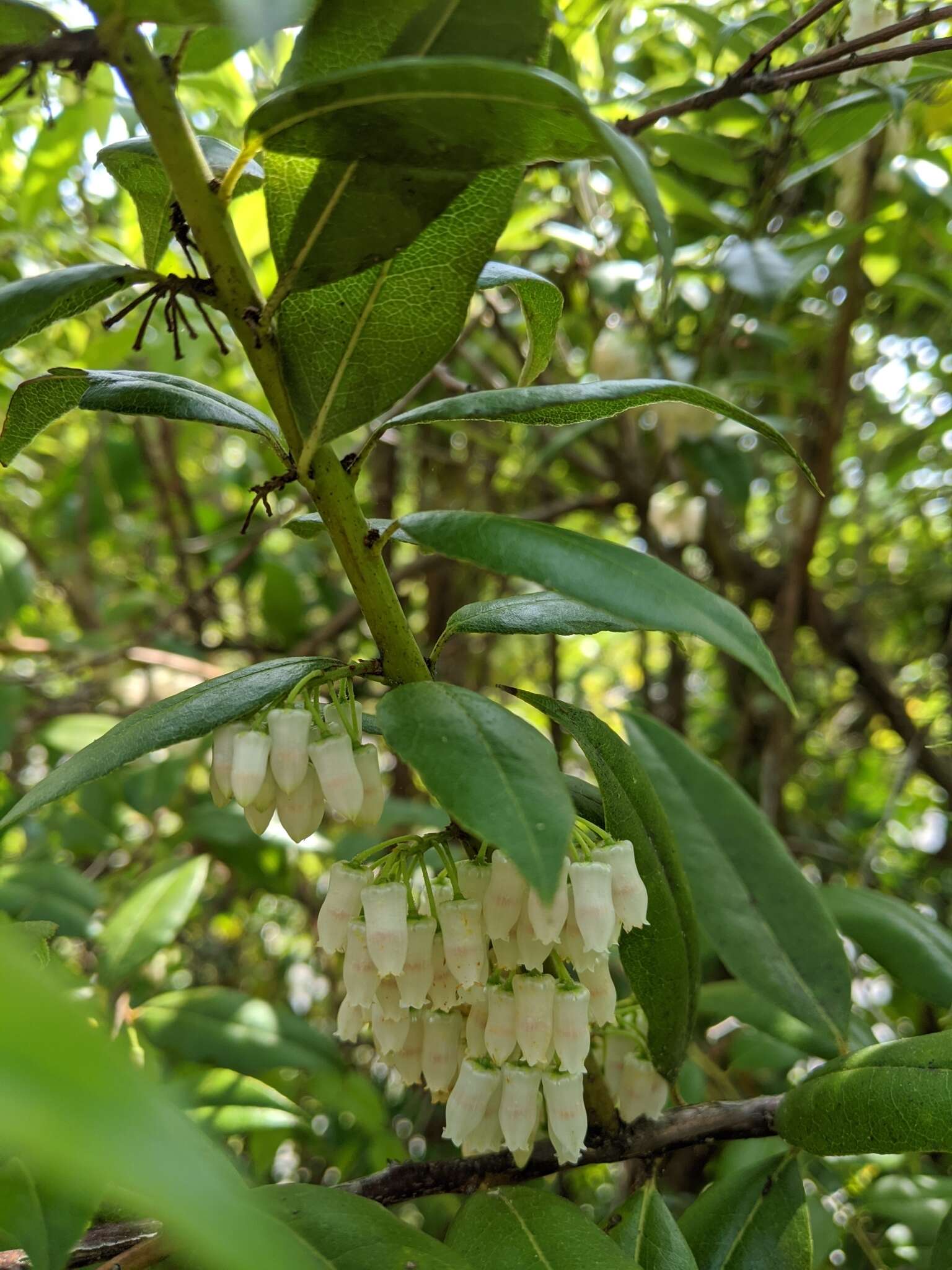 Agarista populifolia (Lam.) W. S. Judd的圖片