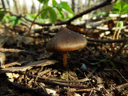 Image of Entoloma vernum S. Lundell 1937