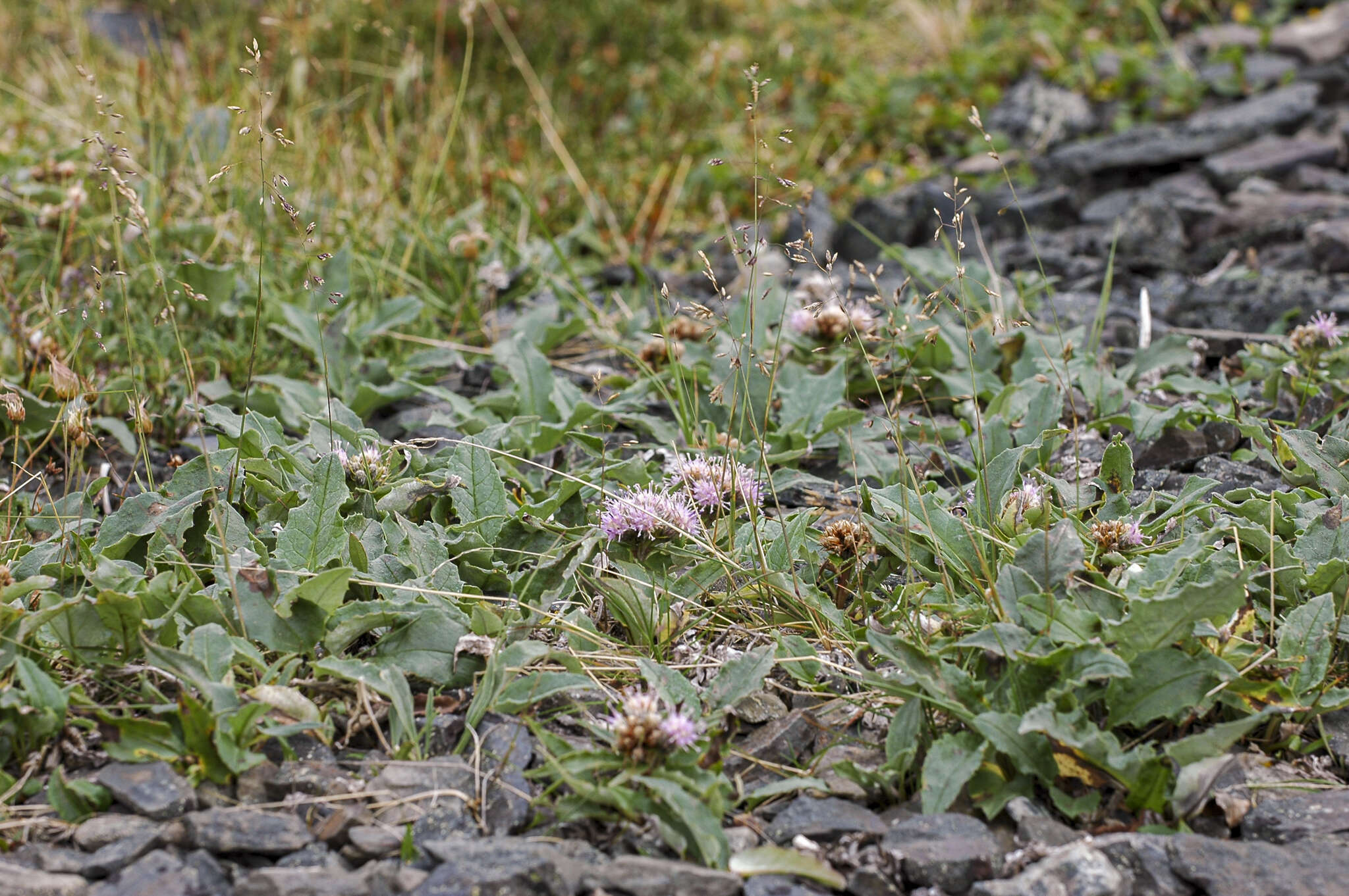 Image of Saussurea tilesii (Ledeb.) Ledeb.