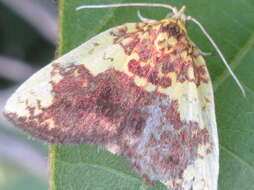 Image of Siglophora sanguinolenta Moore 1888