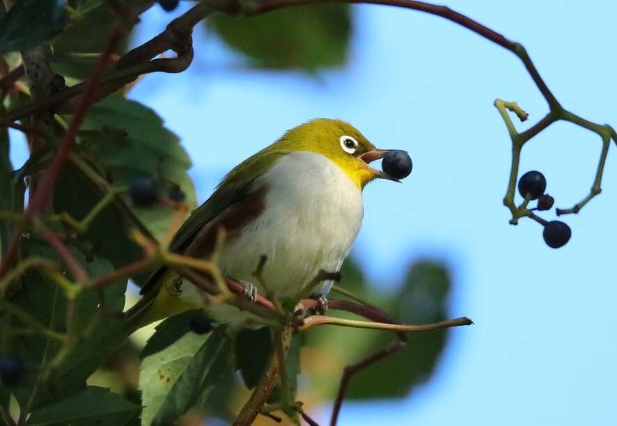 Image de Zostérops à flancs marron