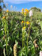 Image of butterweed