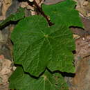 Image of Begonia austrotaiwanensis Y. K. Chen & C. I. Peng