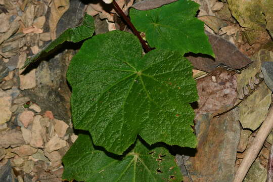 Image of Begonia austrotaiwanensis Y. K. Chen & C. I. Peng