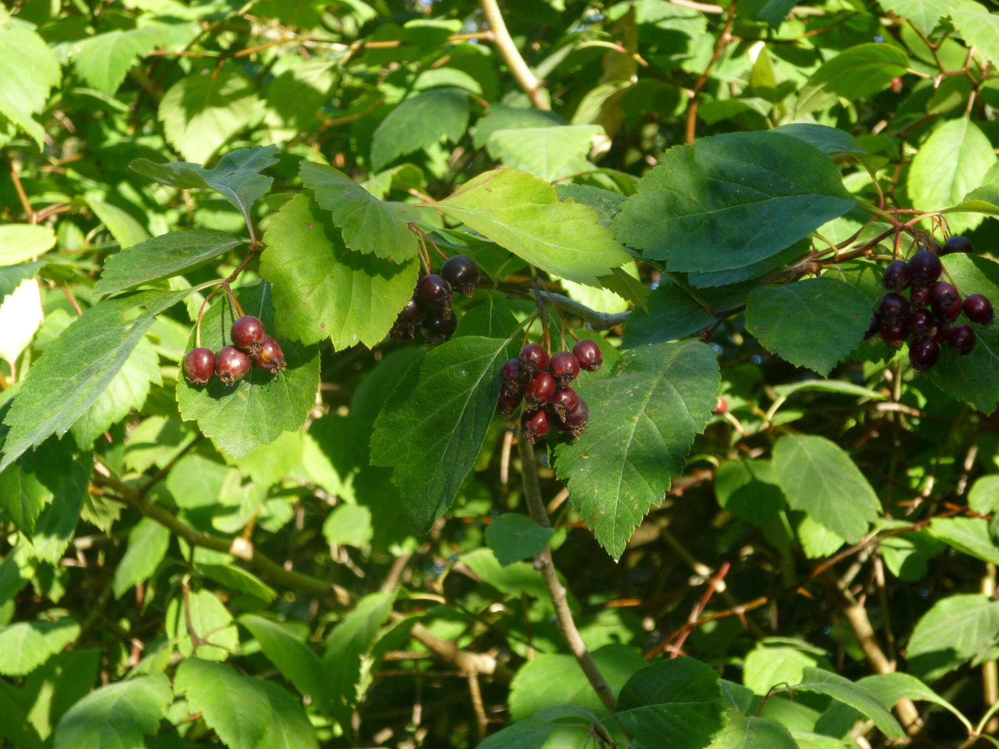 Image of black hawthorn