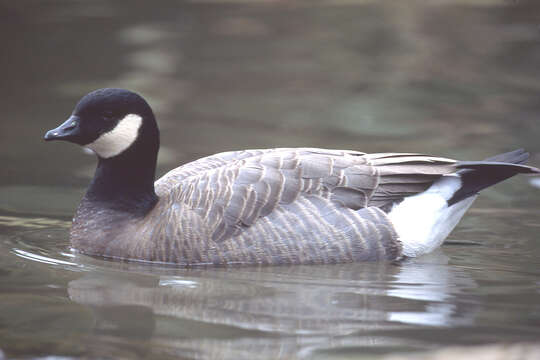 Image of Cackling Goose