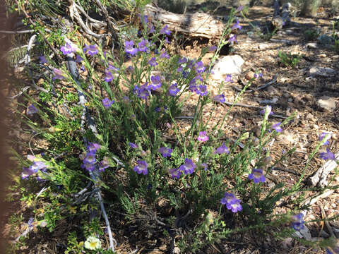 Plancia ëd Penstemon linarioides A. Gray