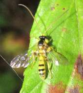 Sivun Colpotrochia crassipes (Provancher 1886) kuva