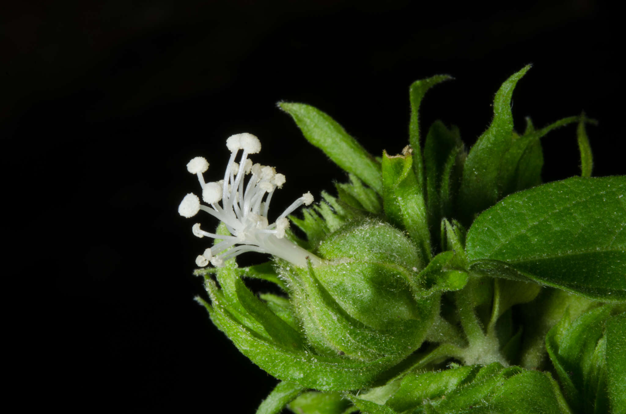 Image of Perrierophytum glomeratum Hochr.