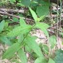 Sivun Eupatorium sessilifolium var. vaseyi (Porter) Fern. & Grisc. kuva