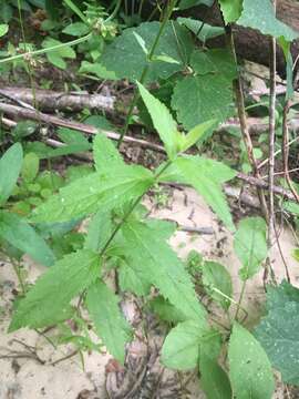 Sivun Eupatorium sessilifolium var. vaseyi (Porter) Fern. & Grisc. kuva