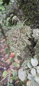 Image of Hymenophyllum plicatum Kaulf.